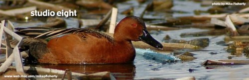 duck_mike_flaherty.jpg