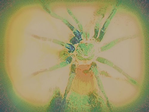 tarantulabomb.png
