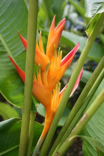 hawaiian_gardens.jpg (61.43 KiB) Viewed 5443 times photo by Diane Thornton