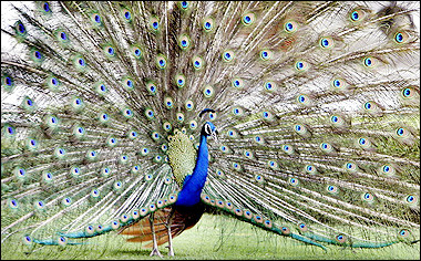 peacock.jpg