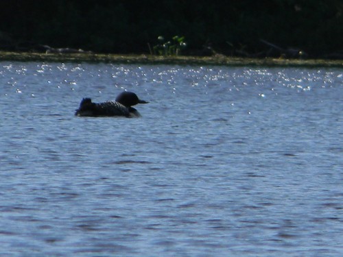 DSCN1336.jpg