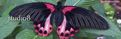 bennie_butterfly4.jpg