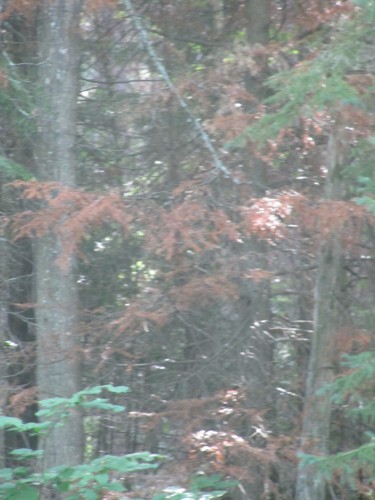 IMG_1735.JPG