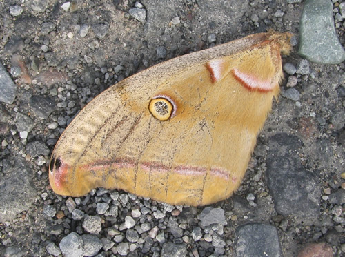 polyphemus_moth.jpg