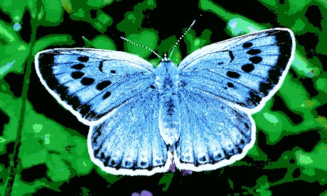 Large-blue-butterfly-001.jpg