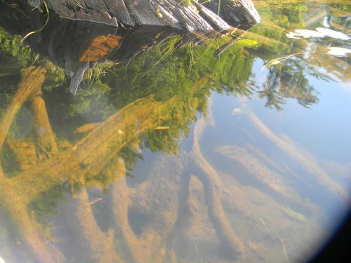 Found it in the Woods 044.JPG