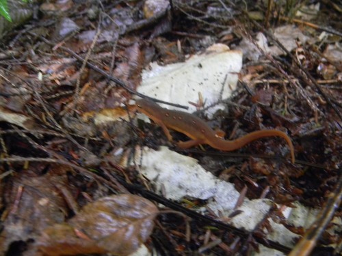 Found it in the Woods 029.JPG