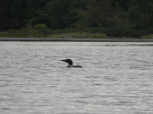 Found it in the Woods 027.JPG