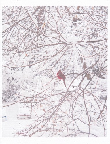 cardinal in snow # 2_0002.jpg