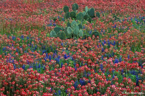 indian paint brush.jpg