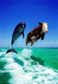 Porpoise-1.jpg