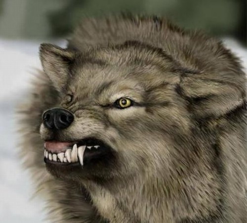angry_wolf_600px.jpg