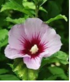 rose of sharon.PNG