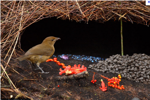 bowerbird nest.PNG