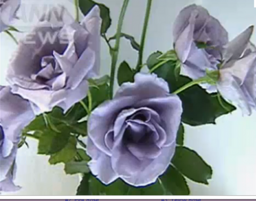 blue rose.PNG