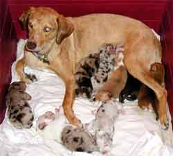 Catahoula.jpg
