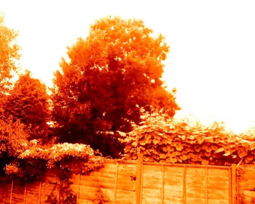 REDS AND YELLOWS.jpg