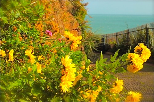 yellowflowers_paignton.jpg