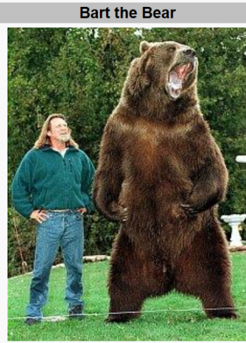 bart the bear.PNG
