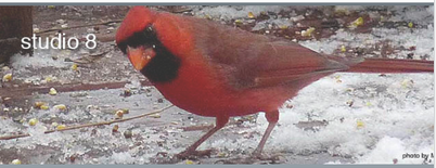 redbirdbanner.PNG