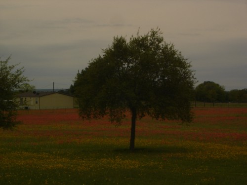 wild flowers1.jpg