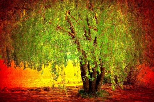 willow.jpg