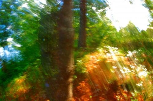flowers_and_light.jpg