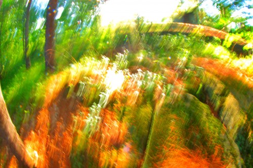 forest's_floor.jpg