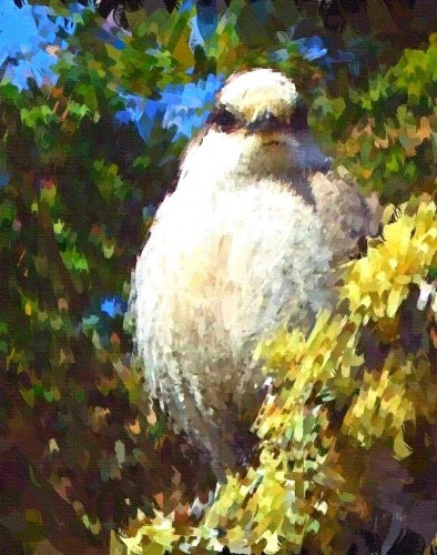 image.jpg