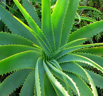 aloe-vera-plant.jpg