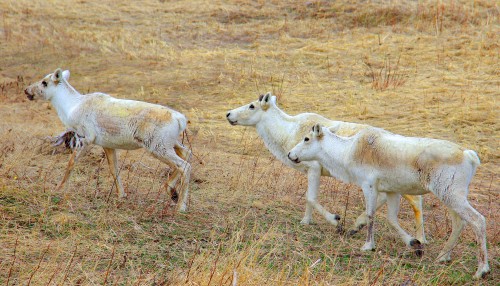 3reindeer.JPG