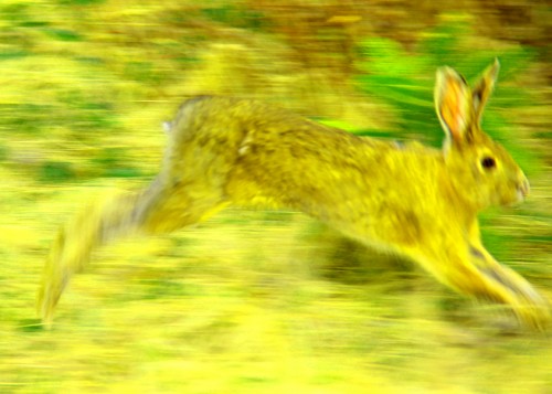 runningrabbit.JPG