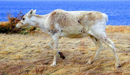 reindeerwalking.JPG