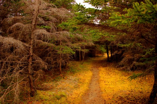 path.JPG