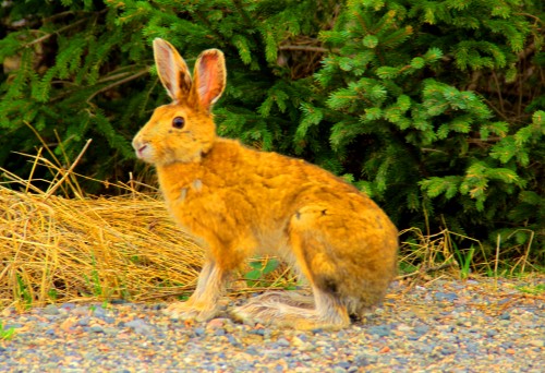 sittingrabbit2.JPG