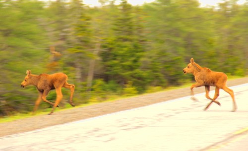 little_moose.JPG