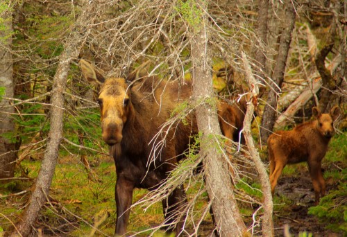 moose and calves.JPG