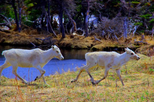 2caribou.JPG