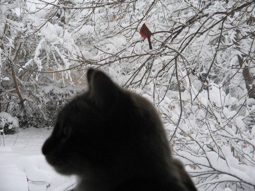cardinal and snowball.jpg