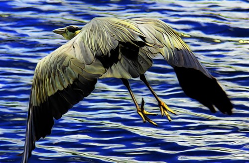 heron_in_flight.jpg