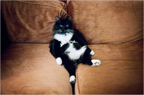 COUCH-blog480.jpg