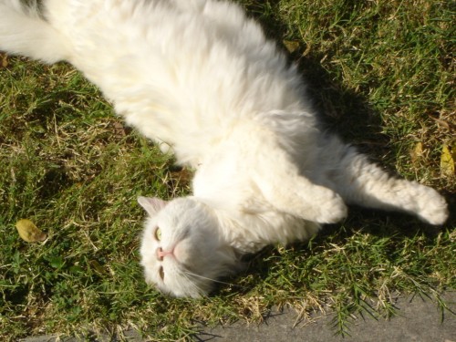 cat-1.jpg