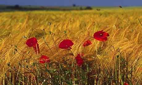 Poppies-Le-Hamel-France-008.jpg