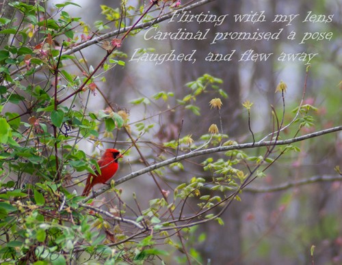 Cardinal & Haiku 4-17-06 C20D03a.jpg