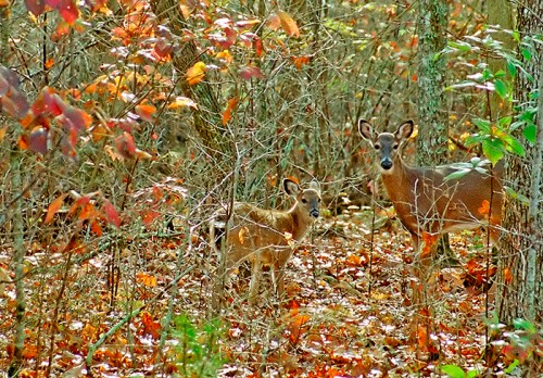 Fall Creek Deer M19.jpg