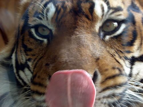 tiger-tongue-out.jpg