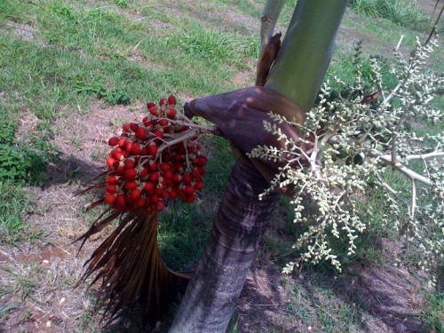 30710_1450224534132_1188782573_1331789_3796441_n.jpg (148.42 KiB) Viewed 789 times 30710_1450224534132_1188782573_1331789_3796441_n.jpg