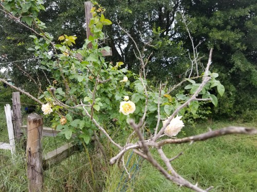 autumn rose out my window.jpg