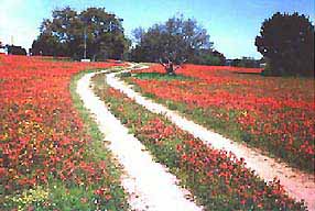 Indian_Paintbrush-a.jpg