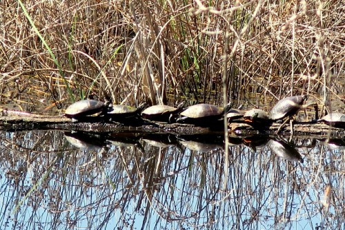 IMG_2755.JPG (289.87 KiB) Viewed 1882 times I Am The Turtle Whisperer